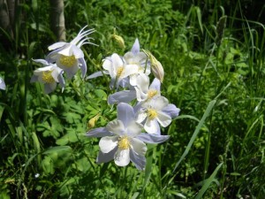 columbines                        