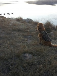 duck dog       