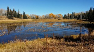 lilly pond 2                      