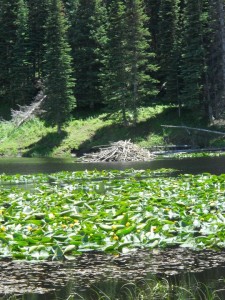 lilly pond                      