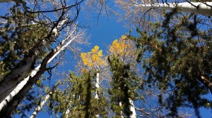 looking up                      