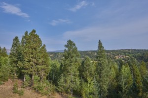 trees 2                      