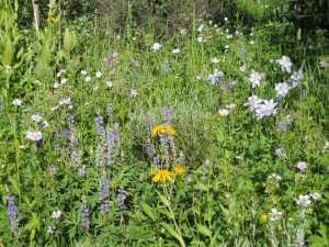 wild flowers                      